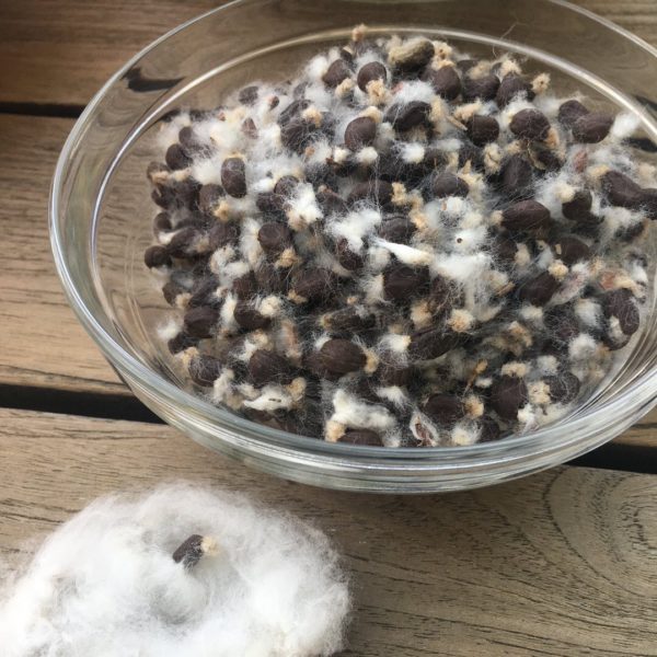Cotton-seed-1-1.jpg