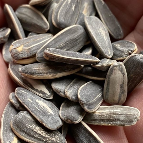 Sunflower-seed-1.jpg