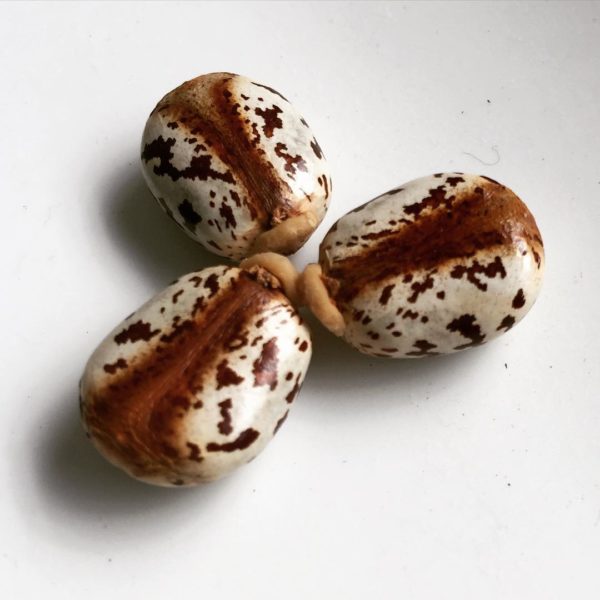 castor-seed-1.jpg