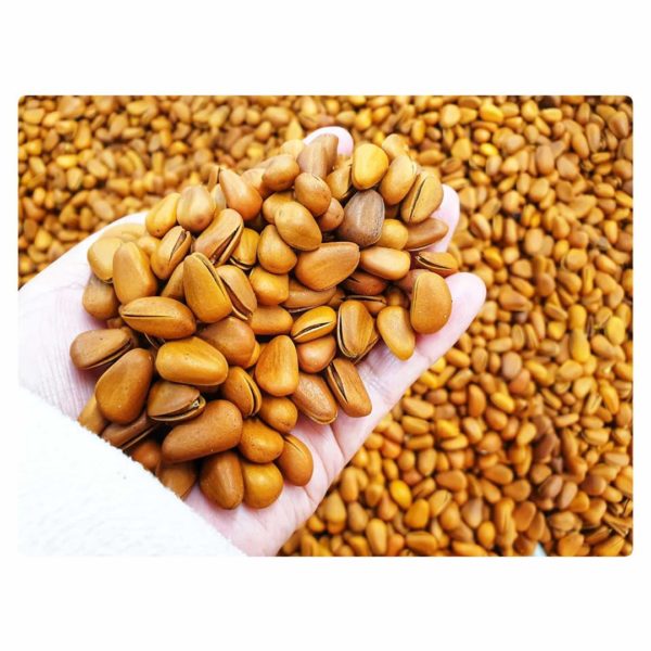 pine-nuts-1.jpg
